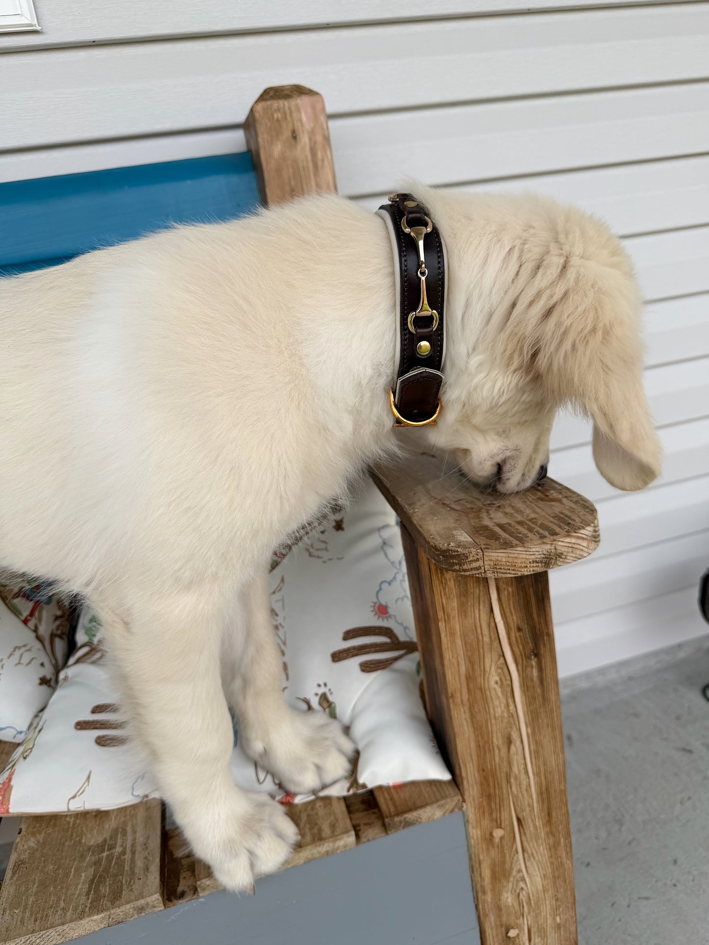 Snaffle Bit Dog Collar